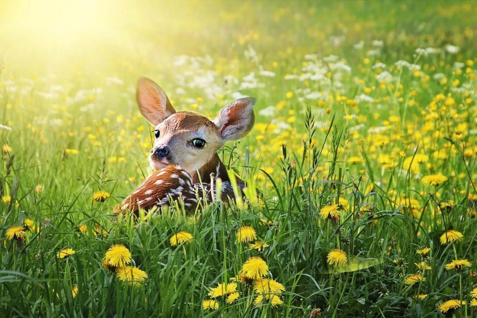 fawn