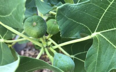 “Hiding in Plain Sight.”