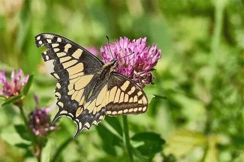 audio_0002_butterfly-2666732_640